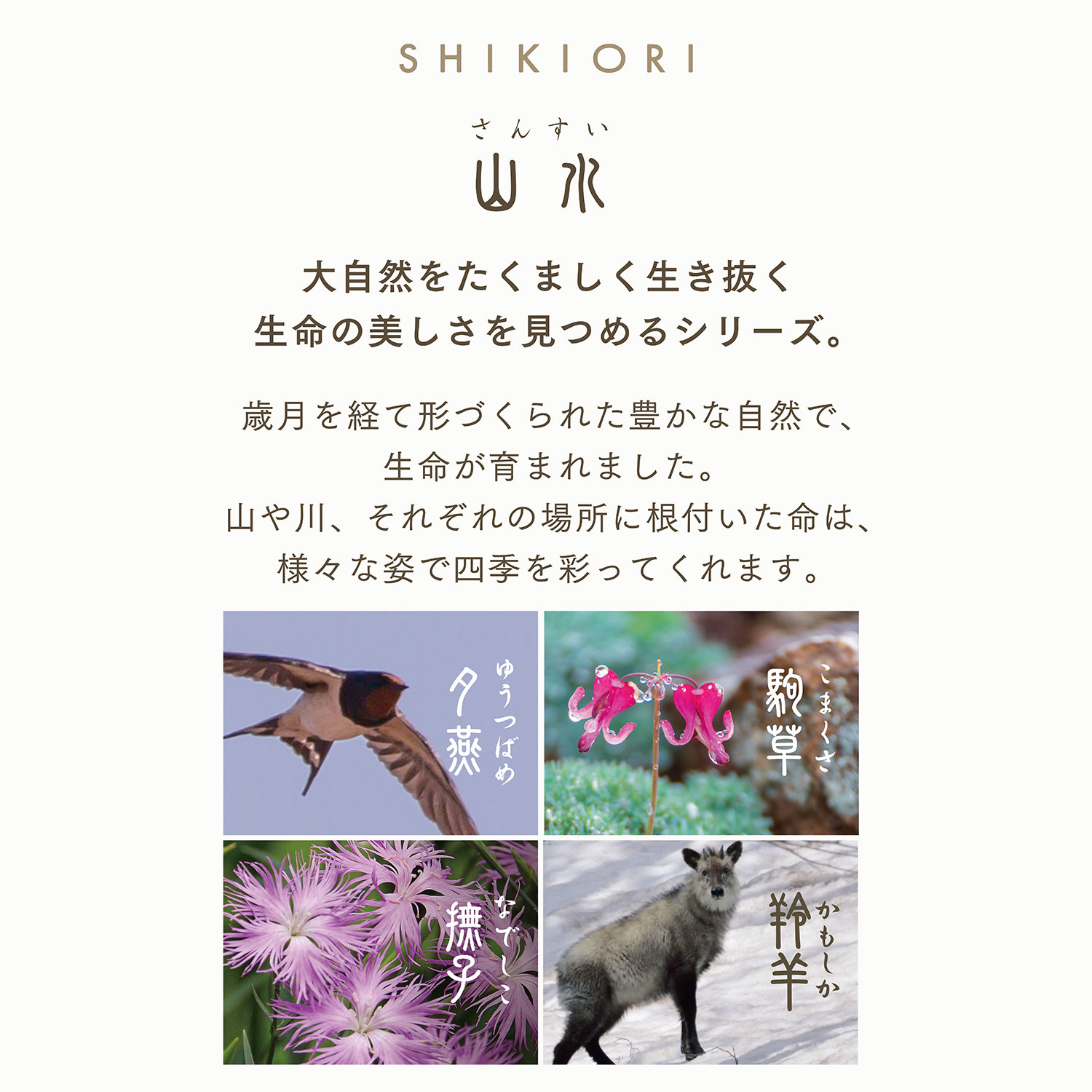 顼ǯɮ SHIKIORI ͵  ǯɮѥȥå 8 ӥ̵ 130400ڥ᡼زġۡ4